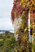 Stone facade covered in autumnal climber foliage and view of cloudy sky over ocean