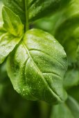 Closeup of fresh basil leaves with water droplets.