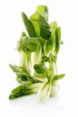 Baby Bok Choy on White Background