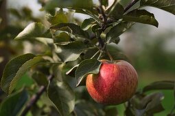 A ripe apple on the branch