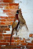 Partridge and pheasant