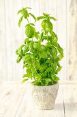 A basil plant in a flowerpot