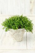 A thyme plant in a flowerpot