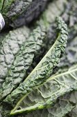 Organic Tuscan Kale at a Farmers Market