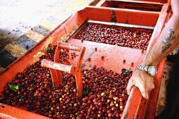 Coffee cherries being processed