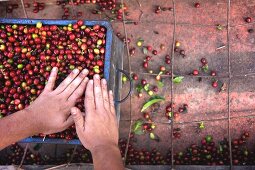 Coffee cherries being prepared for processing