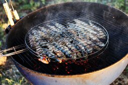 Sardines being barbecued