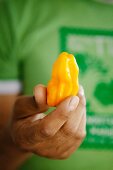 A hand holding a yellow habanero