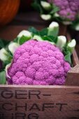 Purple and white cauliflower at the market