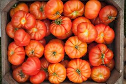 Lots of beef tomatoes in a crate (view from above)