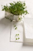 Fresh cress in a metal container, kitchen paper