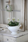 White-flowering geranium planted in soup tureen in front of old window on top of cabinet