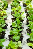 Small peppermint plants