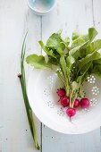 Radishes and chives