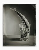 Mackerel in a water glass