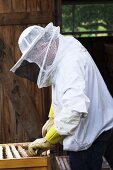 A beekeeper checking individual honeycombs