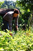 Woman cutting garlic flowers in cottage garden