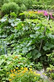 Sommerlicher Bauerngarten