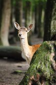 Deer in woodland