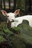 Weisses Reh schnuppert an gehäkeltem Pilz auf Felsblock