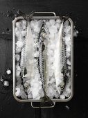 Fresh mackerel in a container of ice cubes