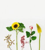 Orchid, sunflower, pepper berries, rose & red hot poker against white background