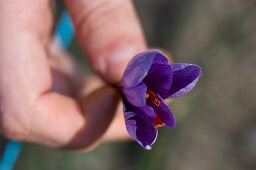 Hand hält Safrankrokus (Safran de Bordeaux) in Gironde, Frankreich