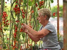 Elderley female picking tomatoes in domestic greenhouse