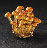 Brick cap mushrooms (Hypholoma Sublateritium)