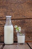 Bottle of milk and Star-of-Bethlehem flowers in glass of milk against wooden wall