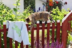 Katze beim Klettern auf Holzzaun eines Gartens daneben Hemd mit selbstgenähtem Froschmotiv