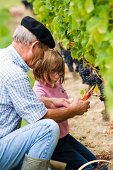 Familie bei der Weinlese im Weinberg des Château de Chantegrive, Podensac, Gironde