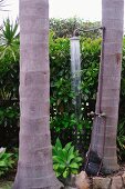 Vintage-style shower attached to palm tree trunk in front of hedge grown over fence in summer garden