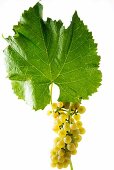 Solaris grapes with a vine leaf