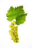 Bianca grapes with a vine leaf