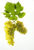 Müller Thurgau, Riesling Silvaner grapes with a vine leaf