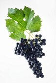 Merlot grapes with a vine leaf