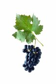 Garanoir grapes with a vine leaf, Swiss breed made by crossing Gamay and Reichensteiner grapes