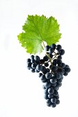 Acolon grapes with a vine leaf, new breed, cross between Dornfelder und Lemberger grapes