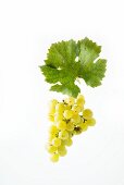 Muscat Olivier grapes with a vine leaf