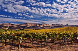 Kalifornische Weinlandschaft im Herbst