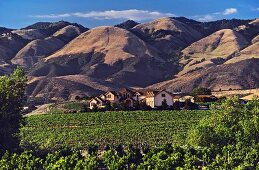 Weingut mit großem Weinberg, Kalifornien, USA