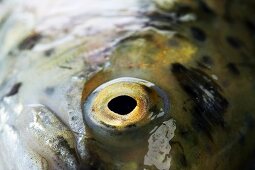 A trout's eye