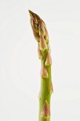 A spear of green asparagus against a white background