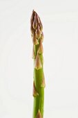 A spear of green asparagus against a white background