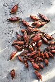 Kek-houi (Chrysanthemum seeds, a Thai seasoning)