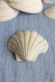 Seashells on grey wooden surface