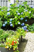 A bed of herbs with a gravel border in front of a flowering hydrangea
