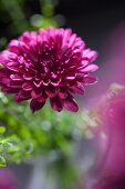 Purple chrysanthemum