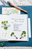Handgeschriebenes Gartenbuch mit kleinen Alchemilla-Setzlingen